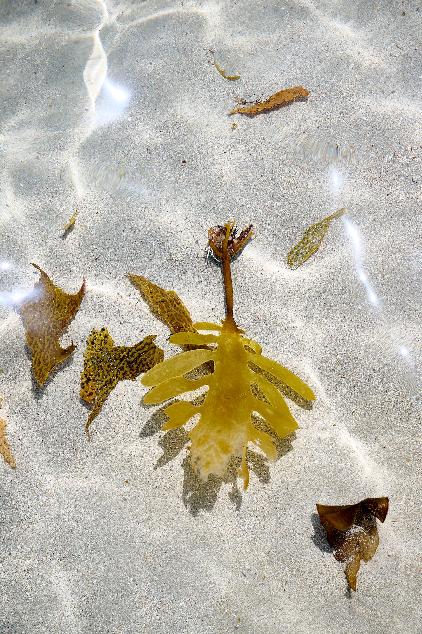 Ocean Garden, Broughton Island, Australia