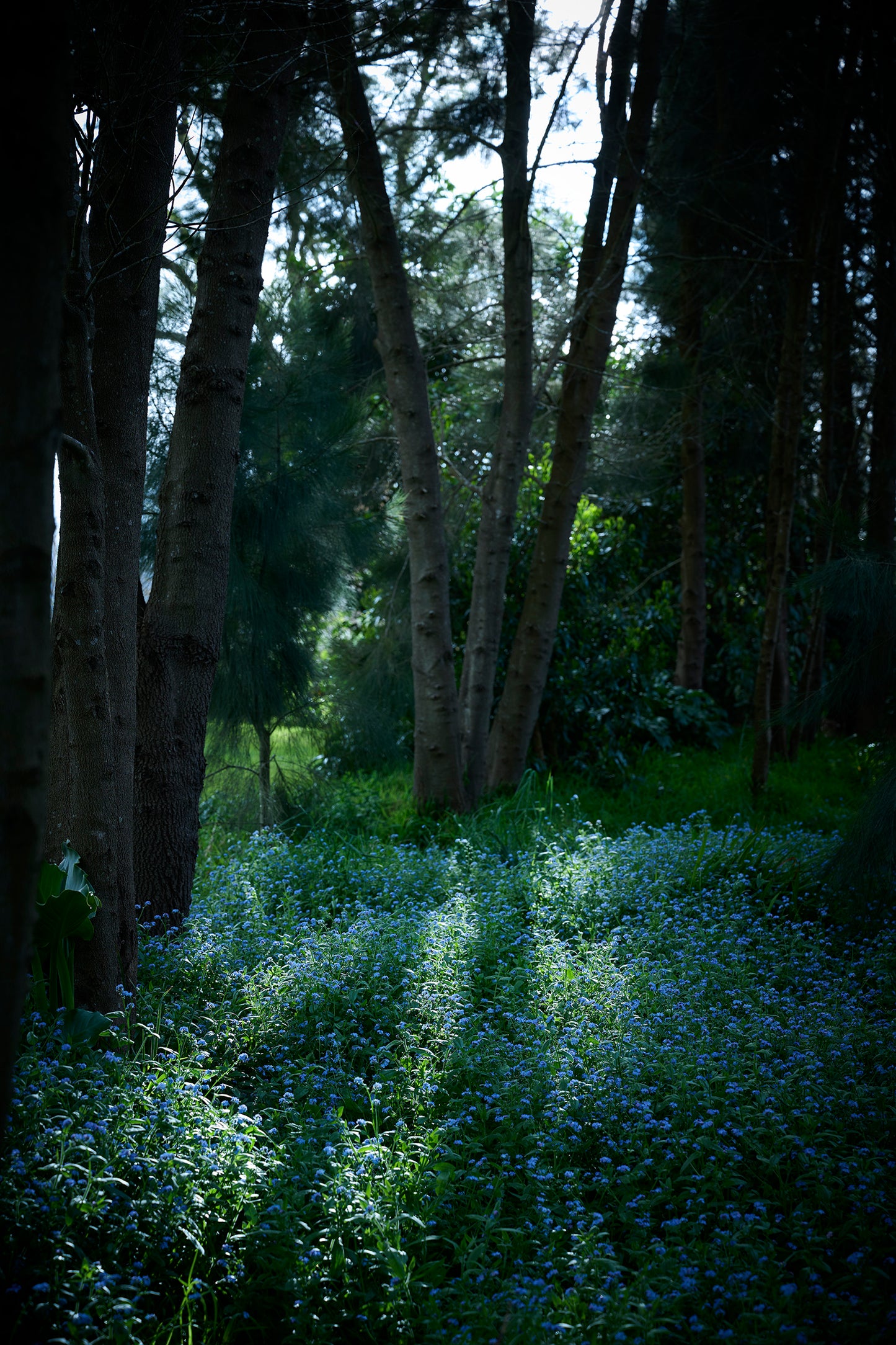 The Garden, Bowral, Australia