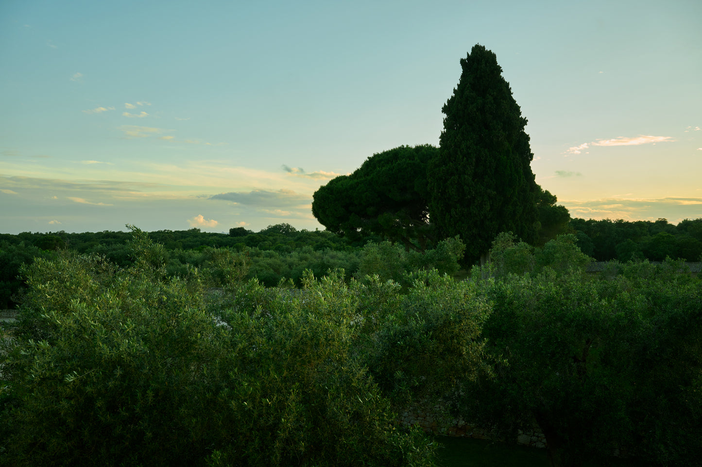 Olive Grove, Puglia, Italia